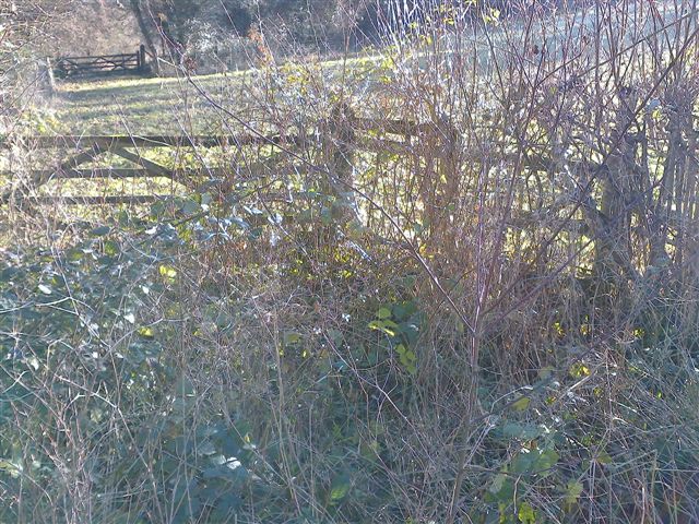 20170120 Stowey overgrown stile on road side