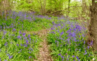 bluebells